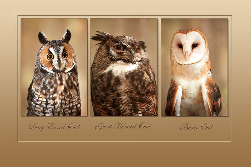 Birds, Owl, Animal, Barn Owl, Great Horned Owl, Long Eared Owl, HD wallpaper
