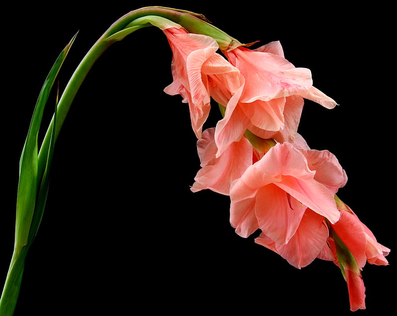 ღ, Stem, Gladiolus, Background, Flower, HD wallpaper