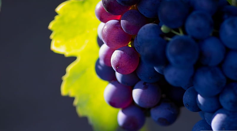 Blue grapes, autumn, graphy, macro, close-up, nature, abstract, fall, fruits, grape, HD wallpaper