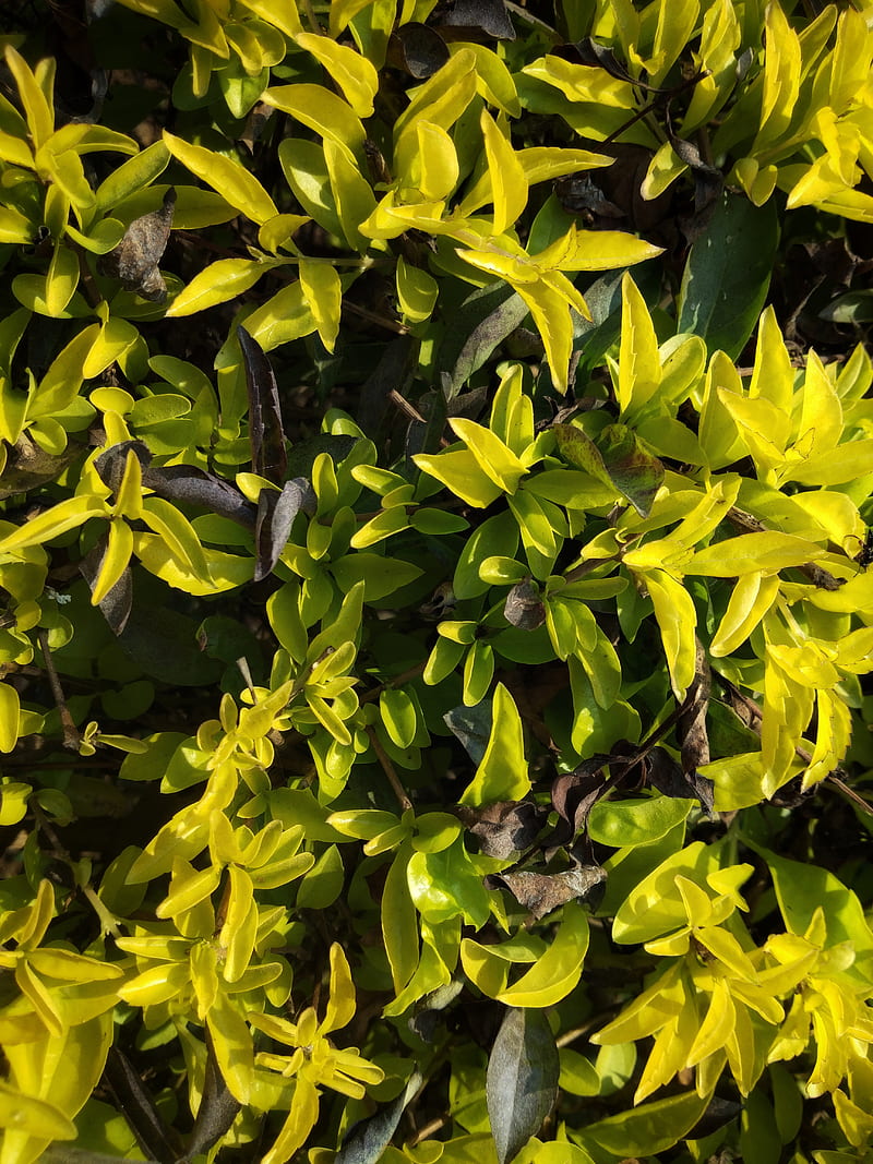 Green and yellow leaf plant, HD phone wallpaper | Peakpx