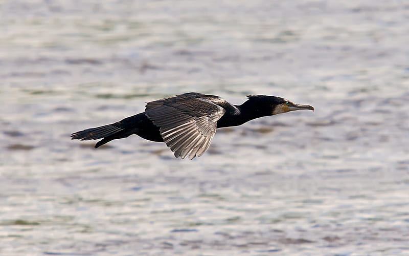 Fly Away Home, fly, bird, home, cormorant, nature, lake, HD wallpaper