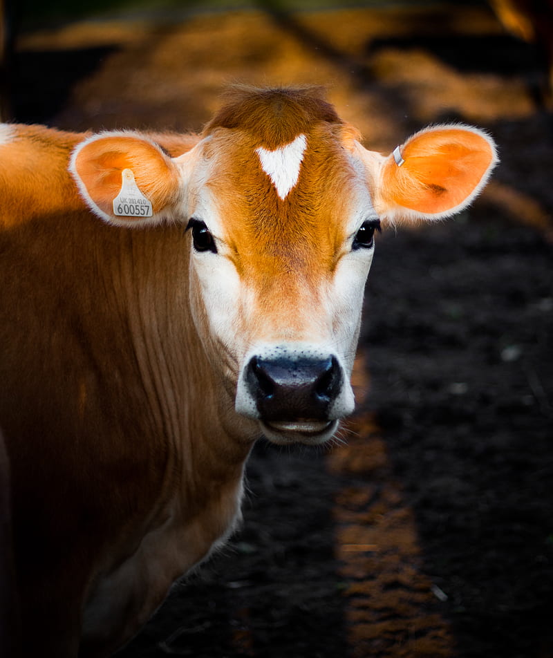 selective focus graphy of brown cow, HD phone wallpaper