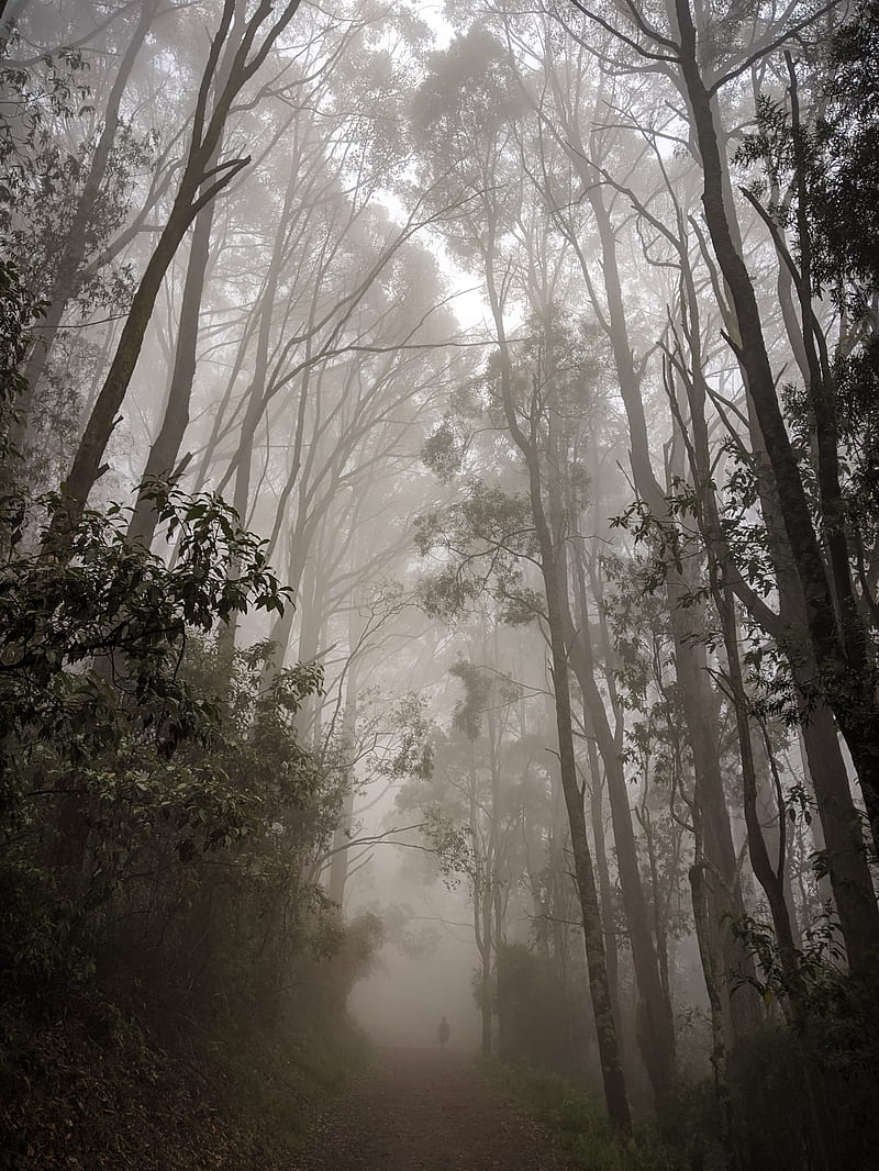forest, fog, path, trees, mist, HD phone wallpaper