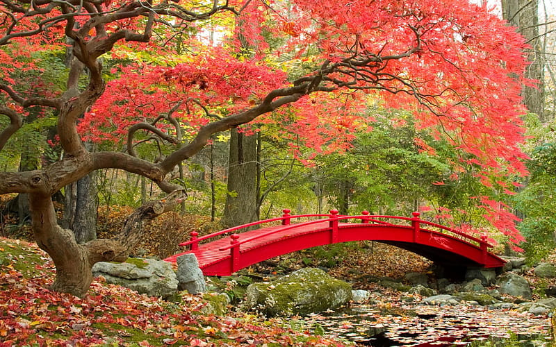 Bridge, red, autumn, tree, green, pink, peisaj, leaf, HD wallpaper