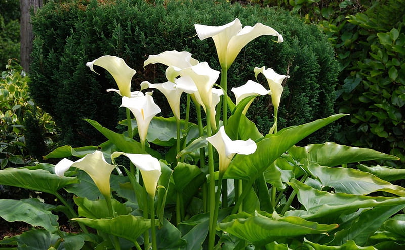 White calla lilies, White, calla lilies, flowers, nature, HD wallpaper
