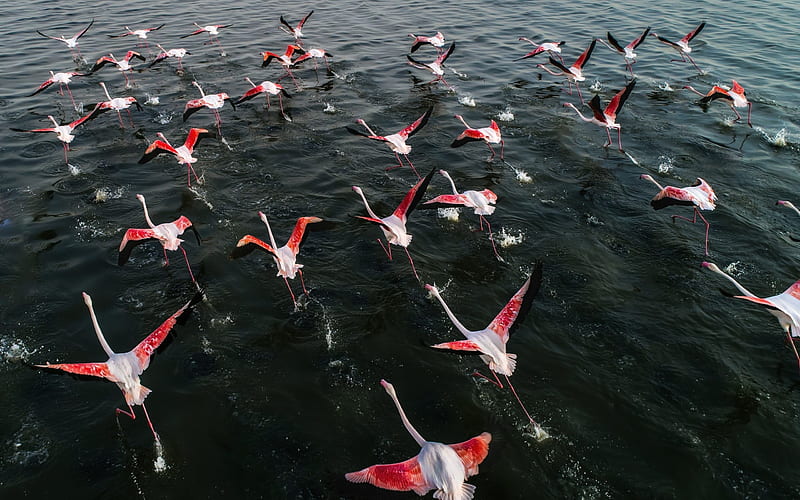 flamingo, flock of birds, takeoff, lake, flying birds, HD wallpaper