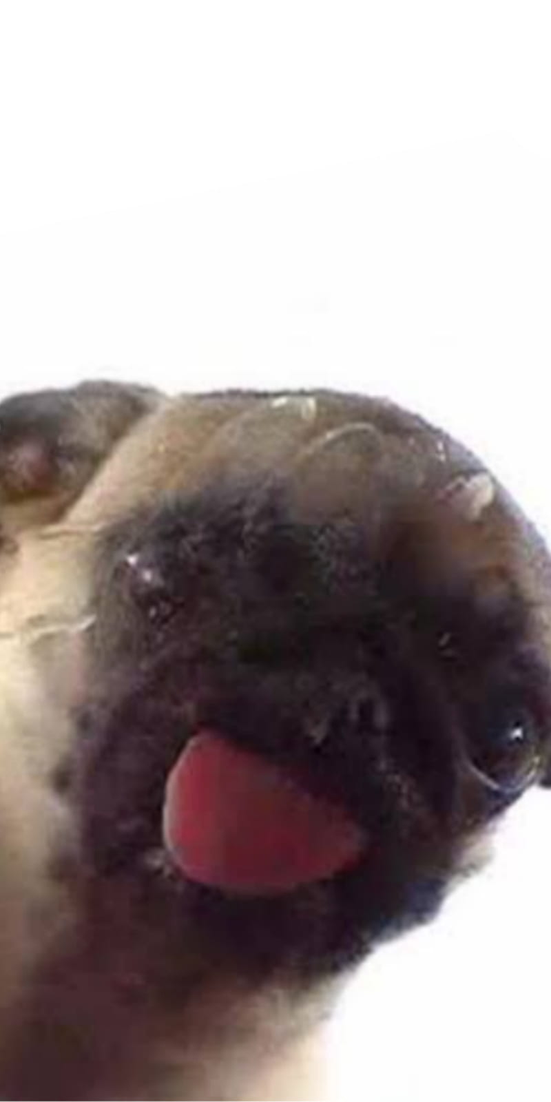 Pug Licking Screen, animals, cute, dogs, funny, HD phone wallpaper