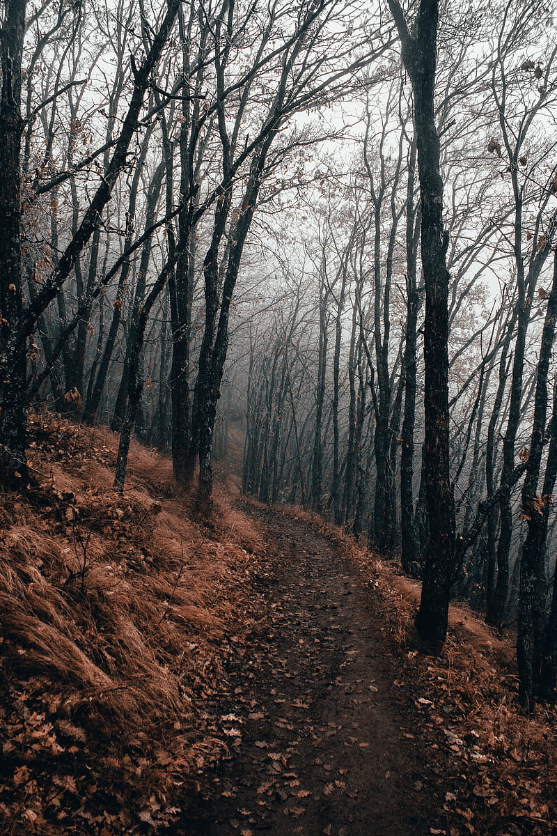 forest, path, fog, autumn, nature, HD phone wallpaper