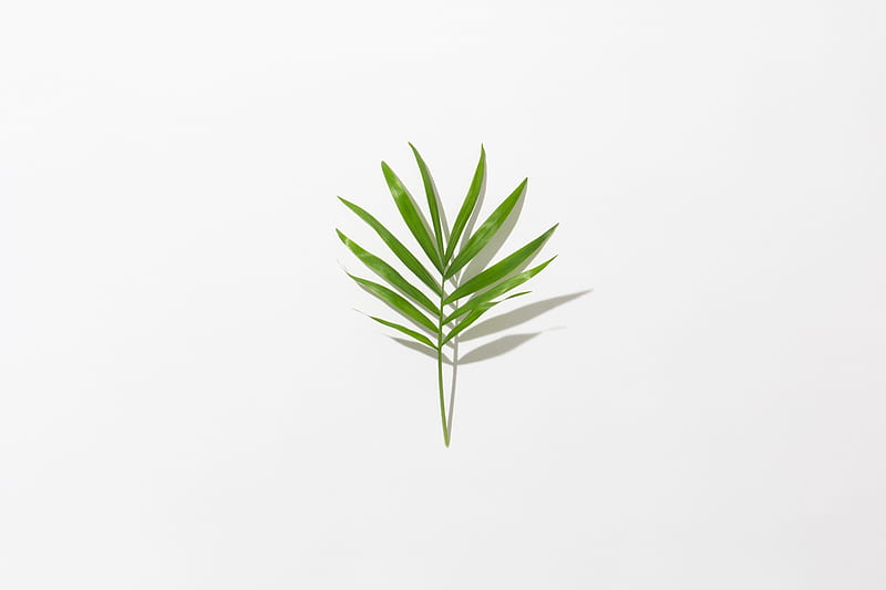 leaf, branch, green, minimalism, HD wallpaper