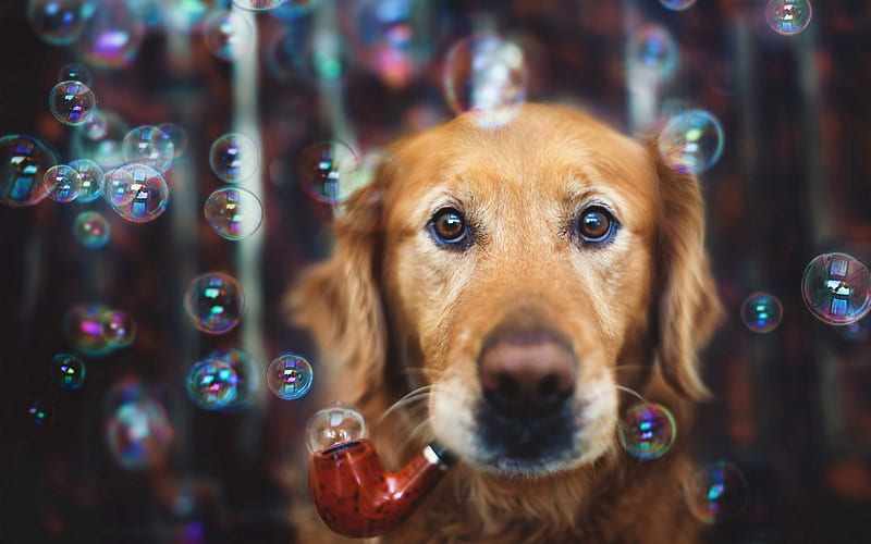 Golden Retriever, bubble blower, close-up, labrador, dogs, sad dog, pets, cute dogs, Golden Retriever Dog, HD wallpaper