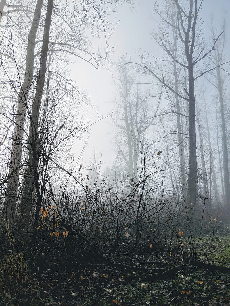 Mood forest, moody, gloomy, fog, foggy, british columbia, nature, outdoors, eerie, trees, winter, HD phone wallpaper
