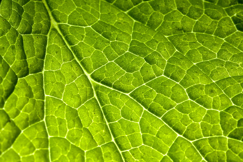 veins, leaf, macro, plant, HD wallpaper