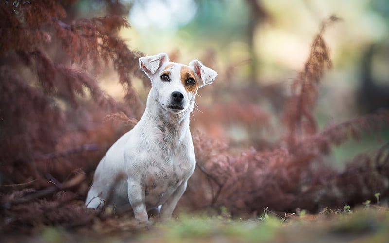 Jack Russell Terrier, bokeh, pets, lawn, dogs, cute animals, Jack Russell Terrier Dog, HD wallpaper