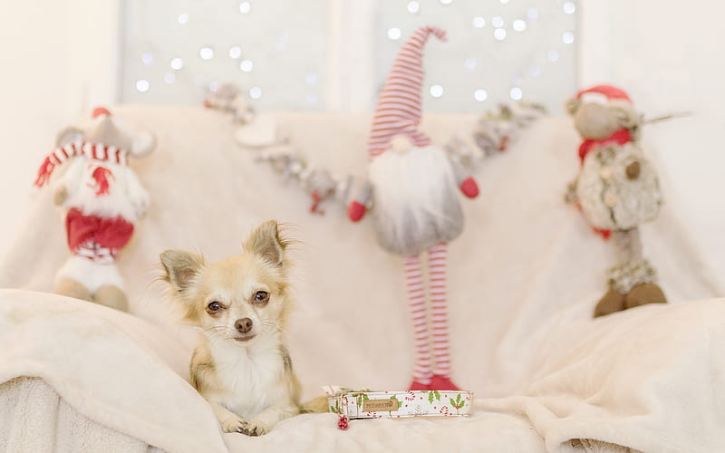 Chihuahua, small white dog, pets, puppies, New Year, Christmas, dogs, HD wallpaper
