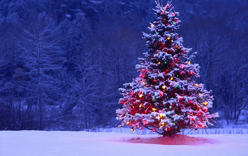 árbol de navidad, árbol, navidad, nieve, luces, Fondo de pantalla HD |  Peakpx