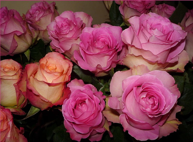 * Lovely roses *, ely, bouquet, flowers, bonito, roses, pink, pink ...