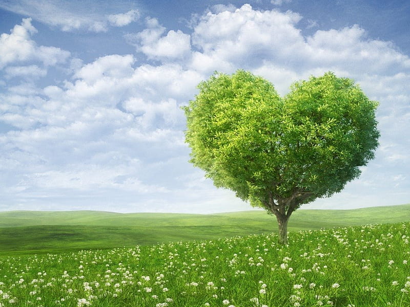 Green heart tree, tree, green, love, heart, fields, sky, HD wallpaper
