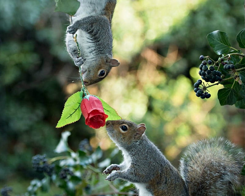 Be my Valentine?, red, squirrel, rose, valentine, animal, cute, max ellis, flower, funny, couple, HD wallpaper