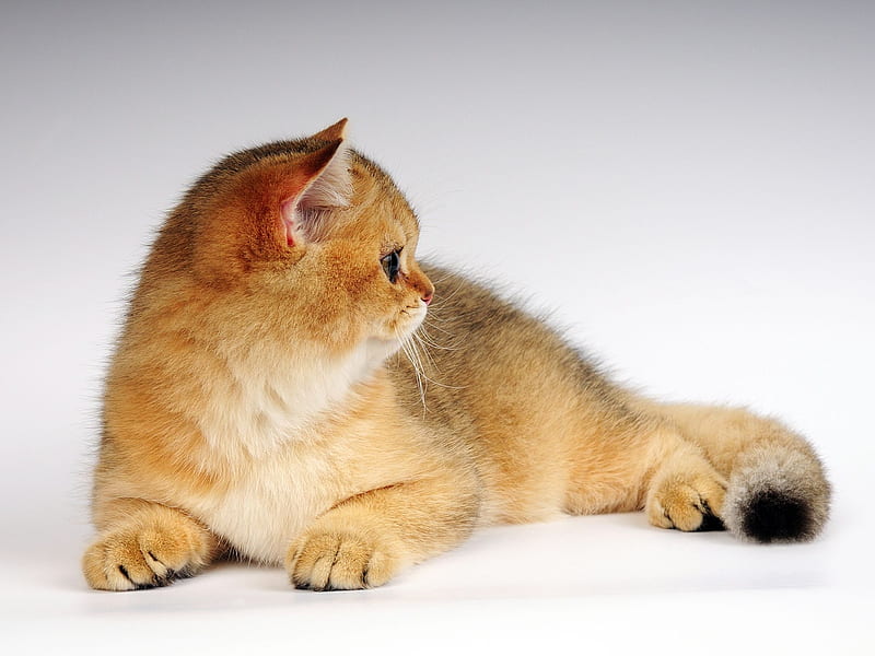 Ginger Color Cat Cute Ginger Color Cat Cats HD   Peakpx   HD   Ginger Color Cat Cute Ginger Color Cat Cats 