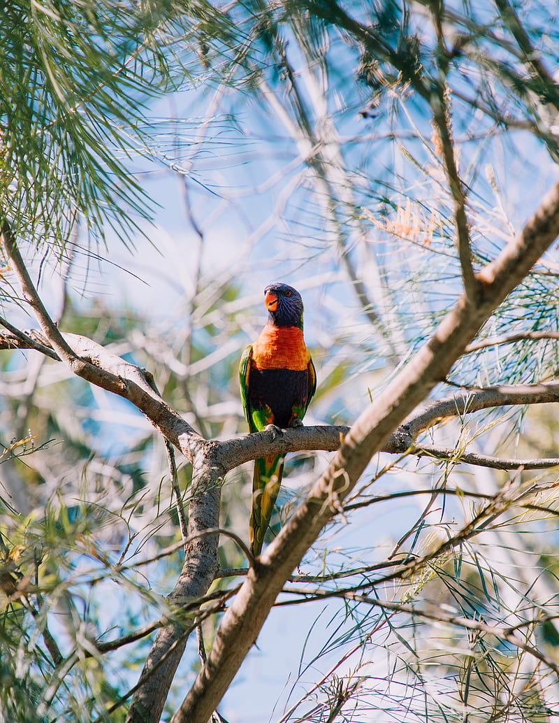 rainbow lorikeet, parrot, bird, colorful, wildlife, HD phone wallpaper