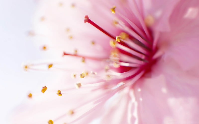pink flowers-Natural plant macro, HD wallpaper