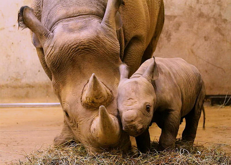 Little calf, brown, love, calf, rhino, mother, HD wallpaper