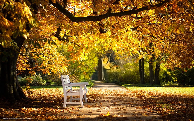 Under Horse-Chestnut, bench, tree, autumn, park, HD wallpaper