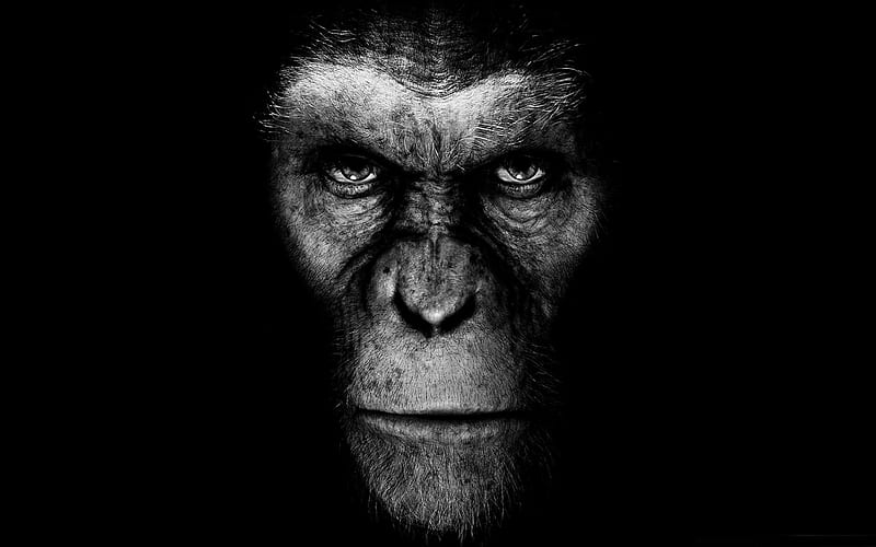 Rise of the Planet of the Apes-2011 Movie Selection, HD wallpaper
