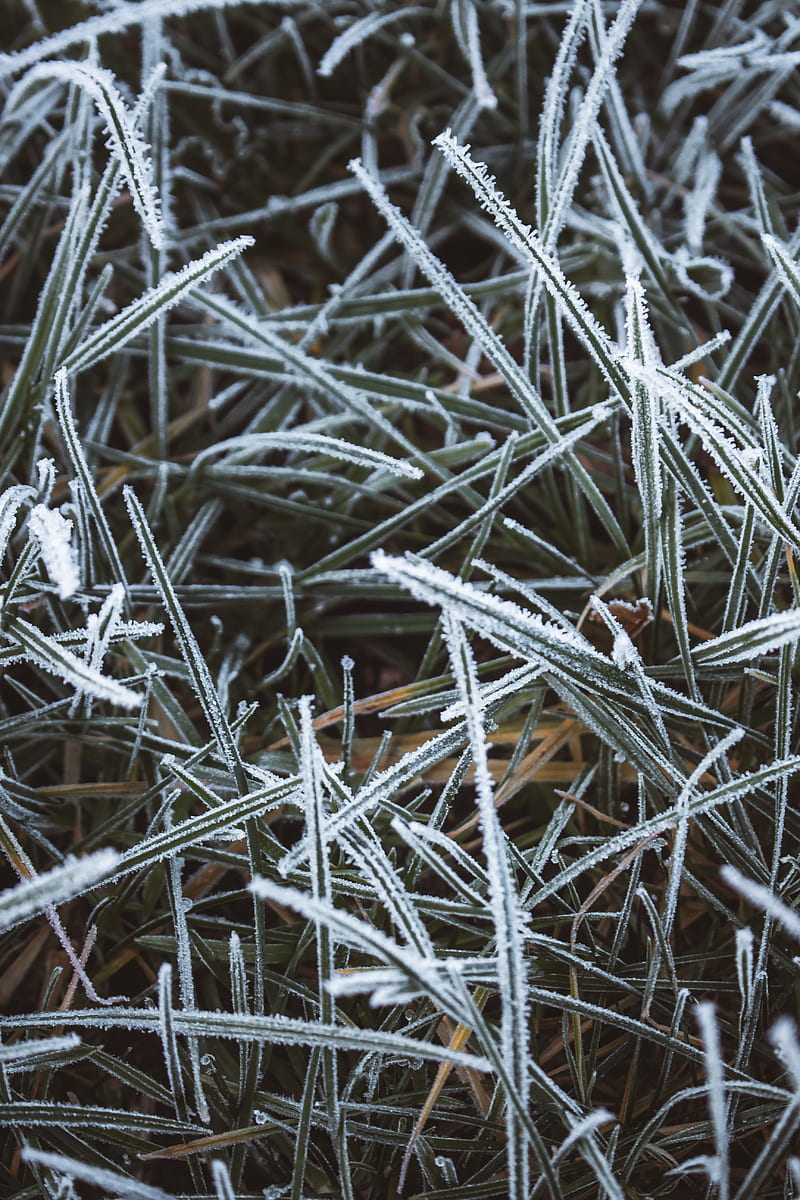 grass, frost, macro, winter, cold, HD phone wallpaper