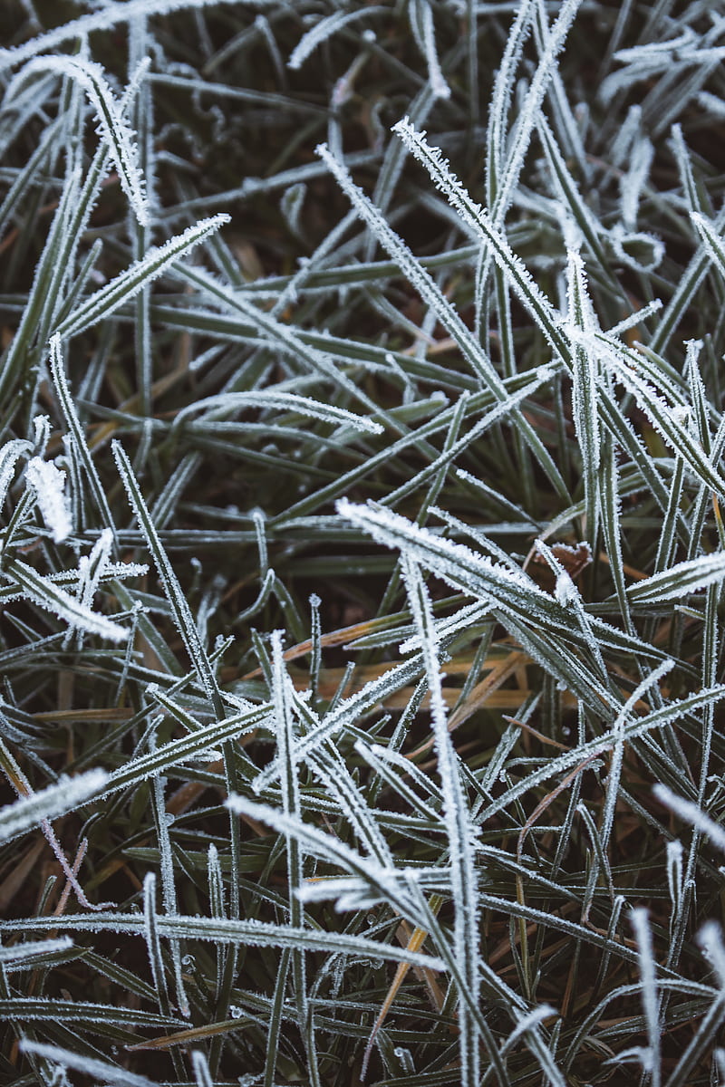 Grass, frost, macro, winter, cold, HD phone wallpaper | Peakpx