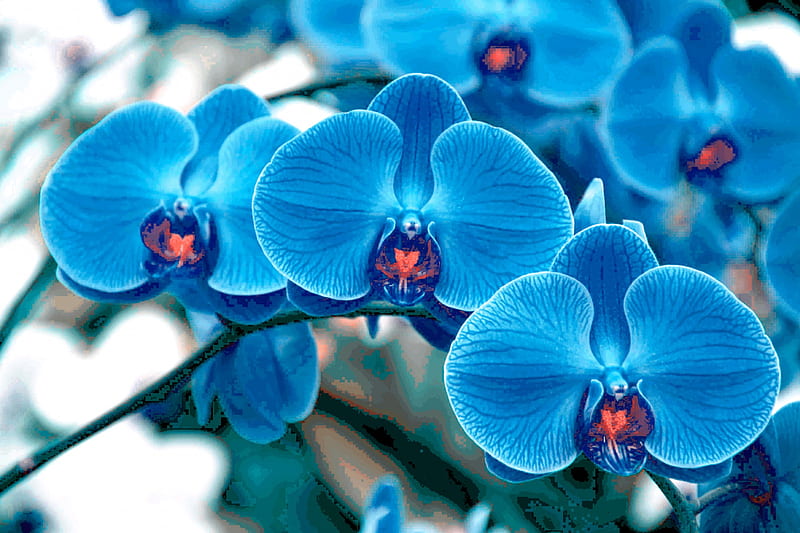 PHALAENOPSIS BLUE ORCHID, flowers, orchids, phalaenopsis, blue, HD wallpaper
