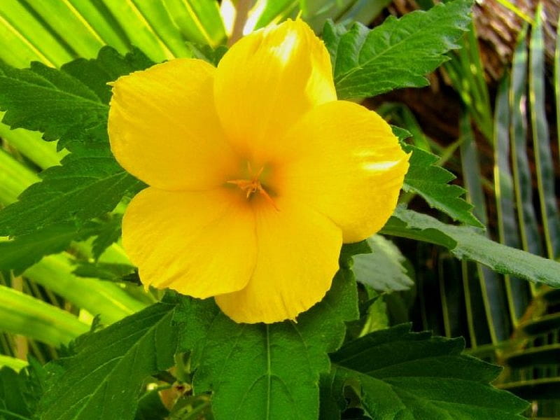 Golden Tropics, garden, tropical, yellow flower, HD wallpaper