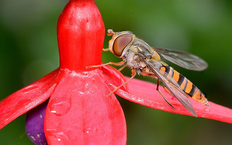 Hoverfly, red, insect, fuchsia, HD wallpaper