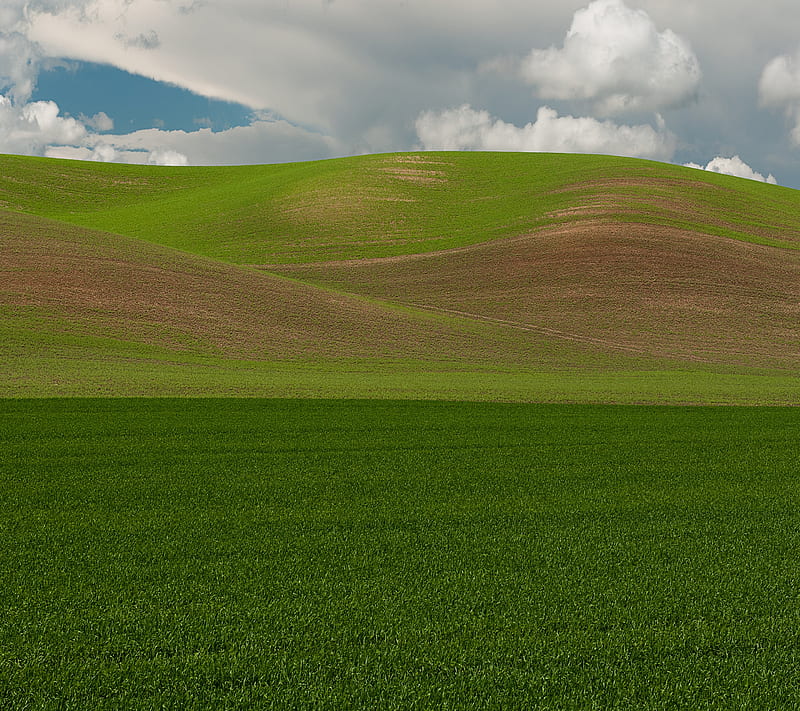 Grassy, field, grass, hill, HD wallpaper