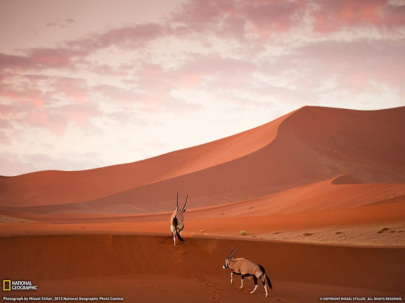 Oryx Namibia-National Geographic graphy, HD wallpaper