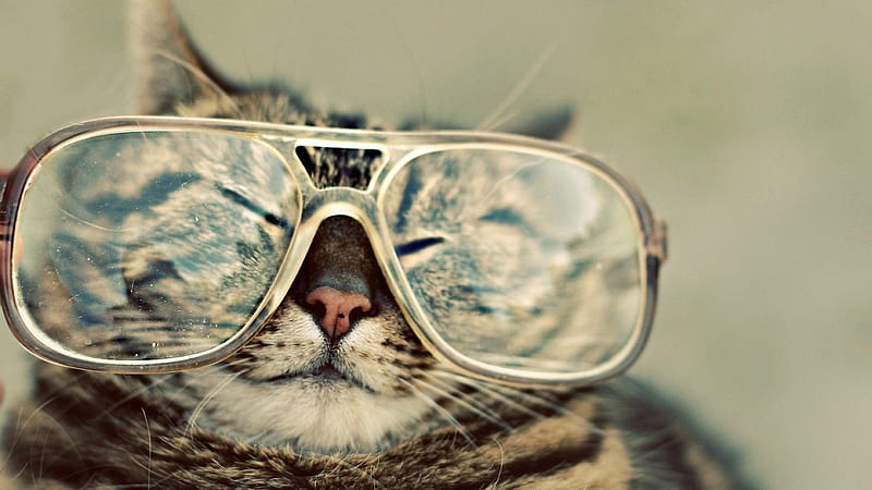 Funny Cat With Big Specs Face Expression Funny Cat, HD wallpaper | Peakpx