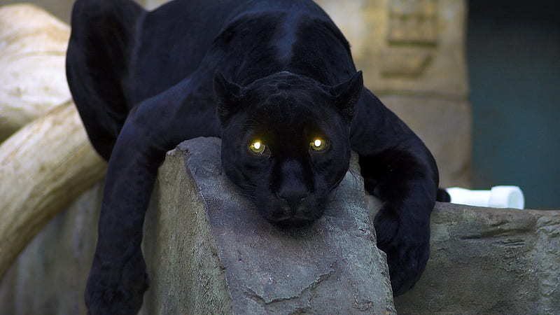 Black Panther, pow, predator, big cat, dark, black, eyes, panther, animal, HD wallpaper