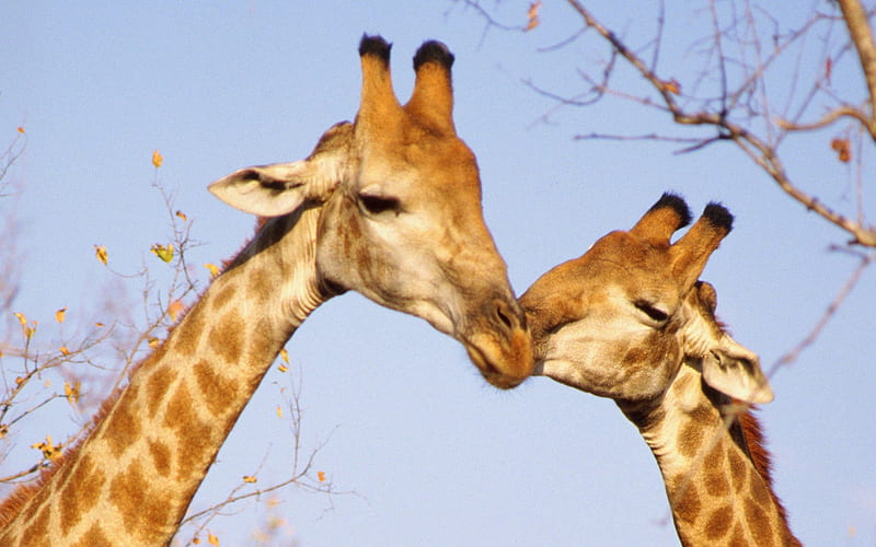 Kiss the giraffe, HD wallpaper