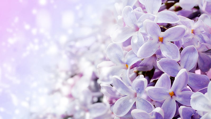 Lilas claras, fragantes, flores, primavera, lavanda, lilas, Fondo de  pantalla HD | Peakpx