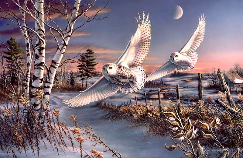 Great Snowy Owls F2Cmp, art, raptors, artwork, animal, winter, Snowy Owls, bird, snow, avian, painting, wide screen, wildlife, night, HD wallpaper