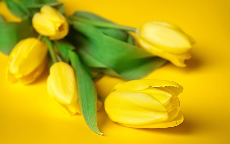 yellow tulips, spring flowers, tulips on a yellow background, floral background, tulips, HD wallpaper