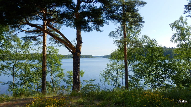 Saimaa, summer, tree, water, lake, HD wallpaper