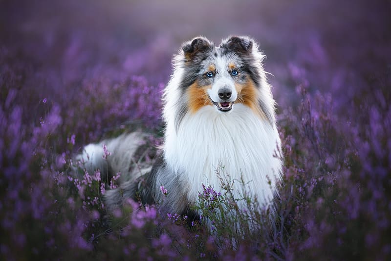 Dogs, Shetland Sheepdog, HD wallpaper