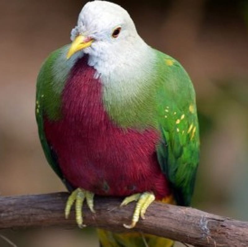Pigeon, red, dove, bonito, green, HD wallpaper