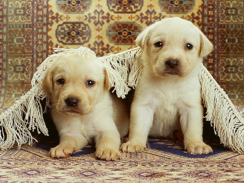 Young labradors, pet, puppies, labradors, dogs, HD wallpaper