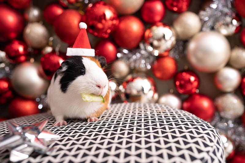 Some Favourites From Our Christmas hoot! : R Guineapigs, HD wallpaper