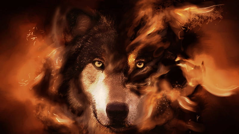 Wolf's Determination, Red Background, Fire in his eyes, Orange, bonito, dark, Wolf, Stare, Fire, Brown and Red Hues, HD wallpaper