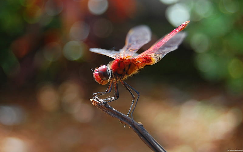 Red Dragonfly-2013 animal world, HD wallpaper
