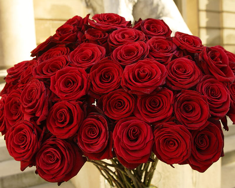Rosas maravillosas, rojo, asombroso, rosa, rosas, ramo, flor, flores,  belleza, Fondo de pantalla HD | Peakpx