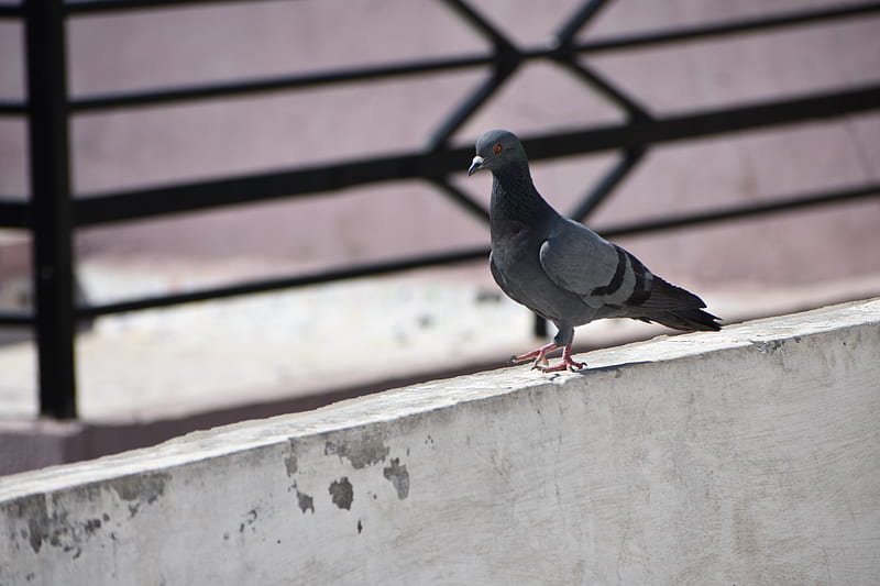 Pigeon, animal, bird, birds, cropper, dove, india, indian bird, kabutar, HD  wallpaper | Peakpx